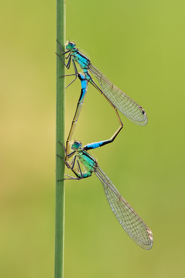 Blue-Tailed Damselflies mating 2